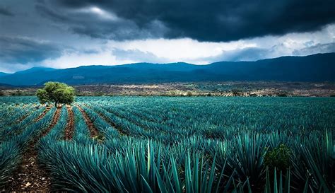  Native Plants of Mexico - A Lush Oasis of Botanical Knowledge and Cultural Insights!